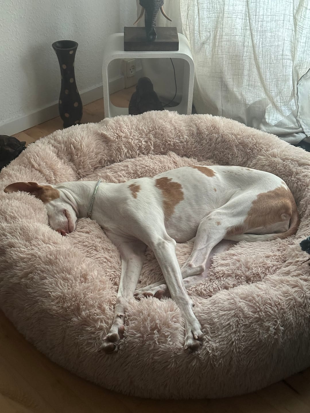 Customer photo review of CalmBed – til hunde, der fortjener at sove godt