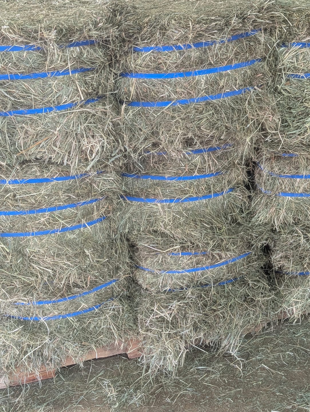 Customer photo review of 2nd Cutting (2026 Crop) NY Timothy Orchard Grass Hay (Buy More - Save More)(Includes delivery too!)