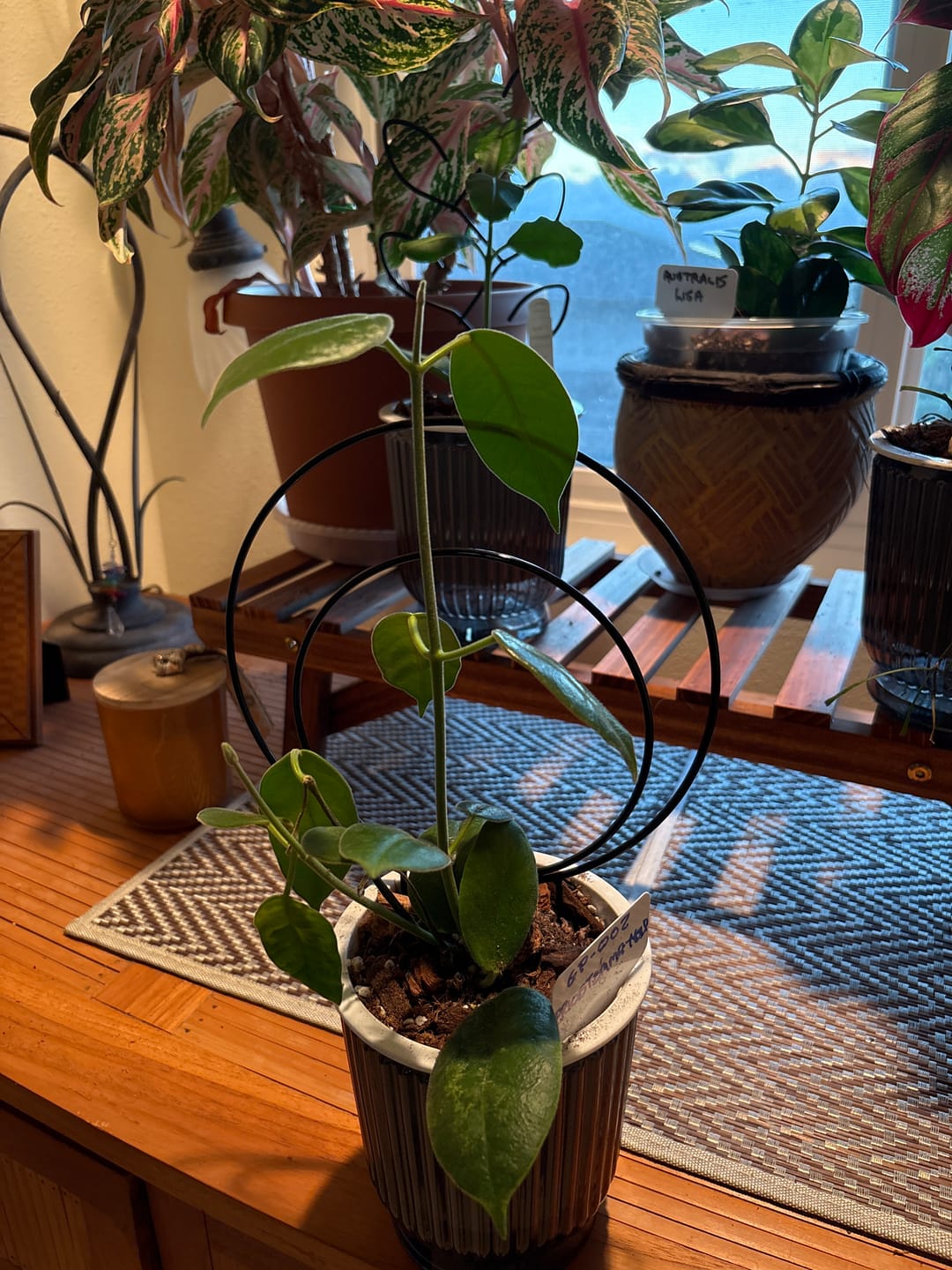 Customer photo review of Hoya GP-002 (Eriostemma NOID)