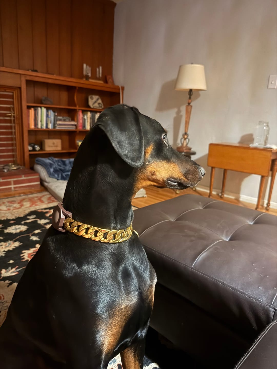 Customer photo review of THE CUBAN 1 Inch Dog Collar - Gold Cuban Link Premium Collection