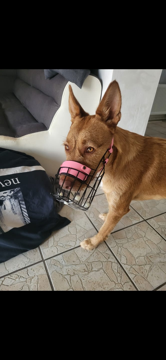 Customer photo review of Maulkorbberatung (online)