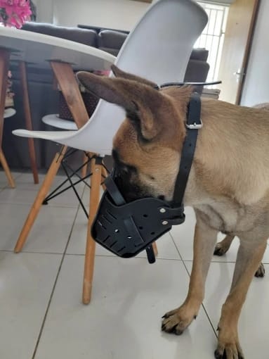 Customer photo review of Muselière en cuir pour chien - Sécurité & confort