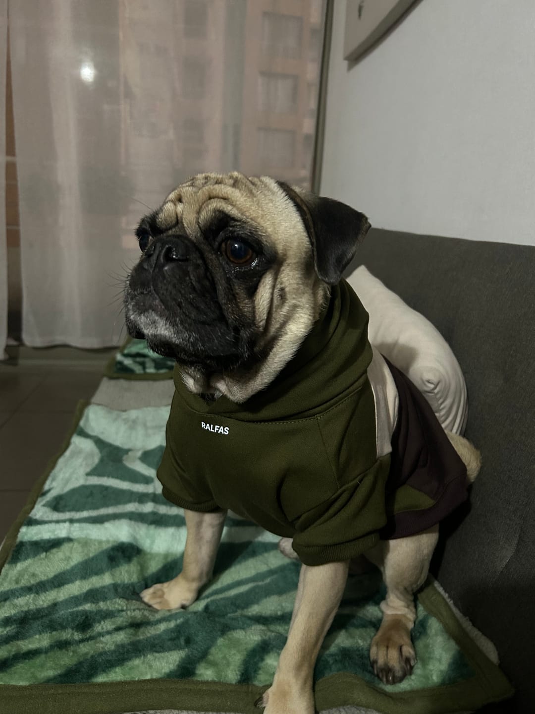 Customer photo review of Poleron de Algodón - Bosque Austral