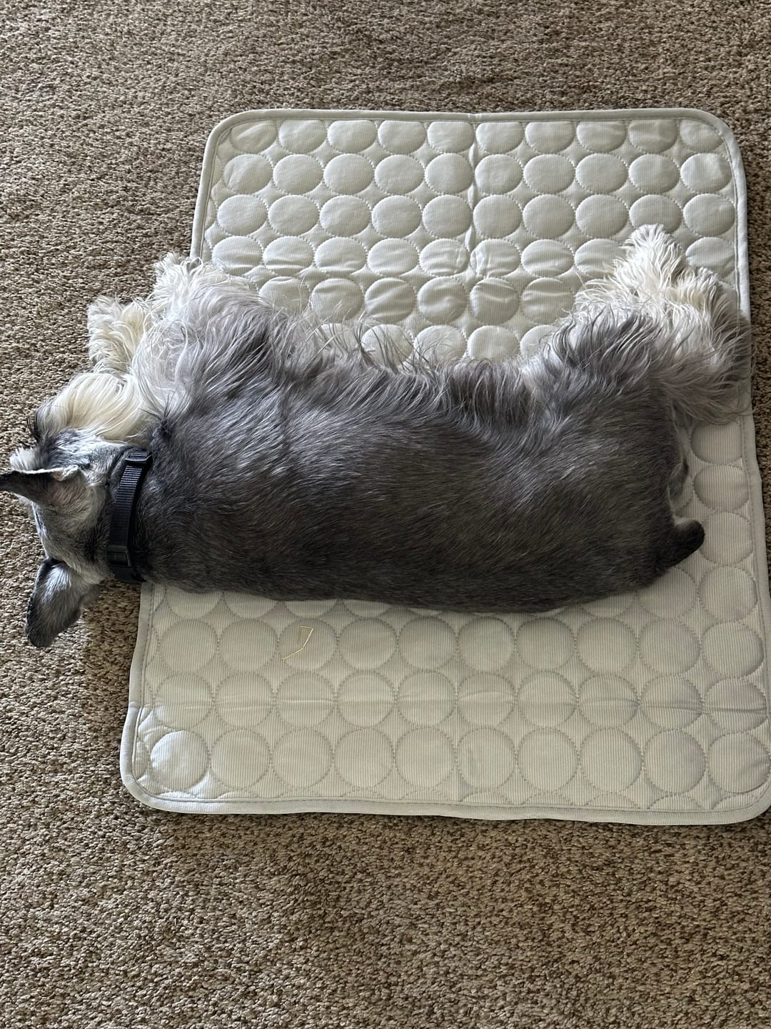 Customer photo review of IcyNap | Ice-Silk Continuous Cooling Dog Cooling Mat