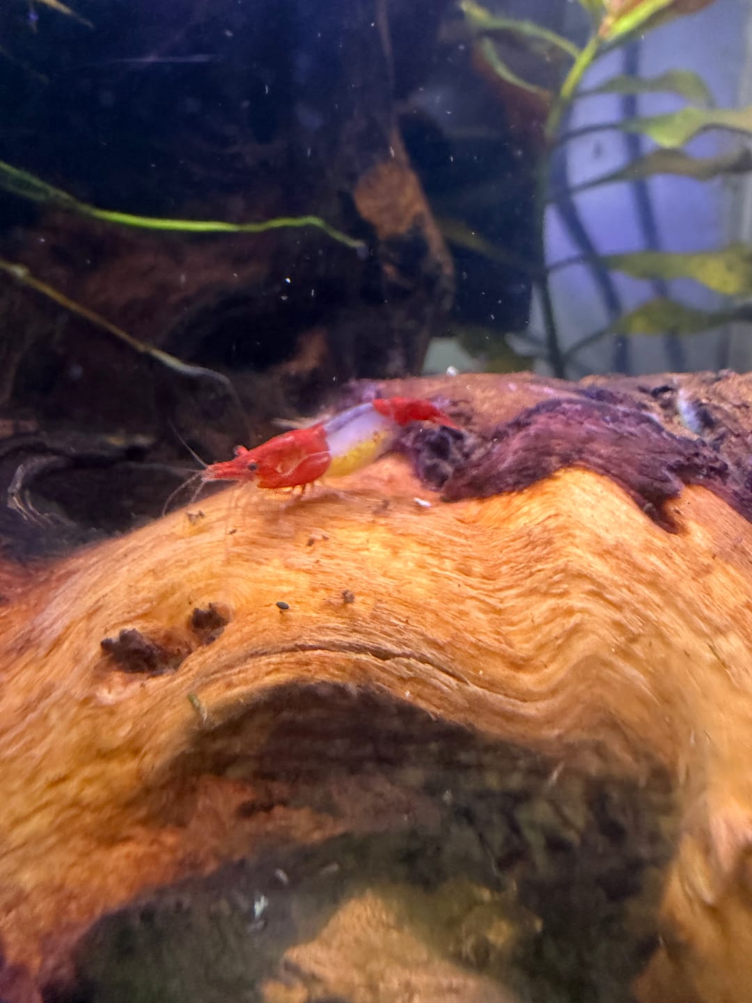 Customer photo review of Red Rili Shrimp