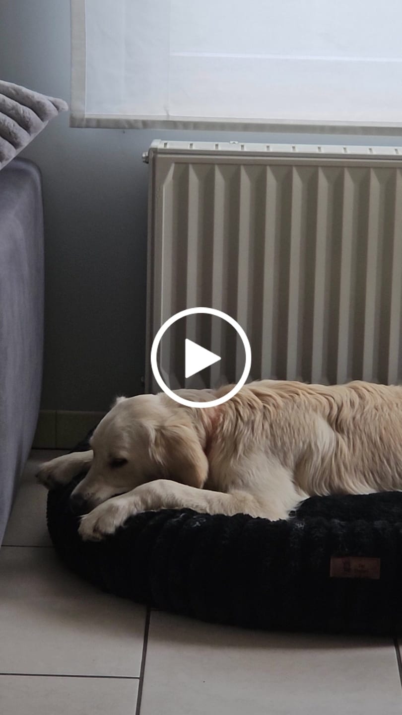 Customer video review of Pet Perfect Hoes (ENKEL HOES) voor Orthopedische Donutmand - ZONDER VULLING