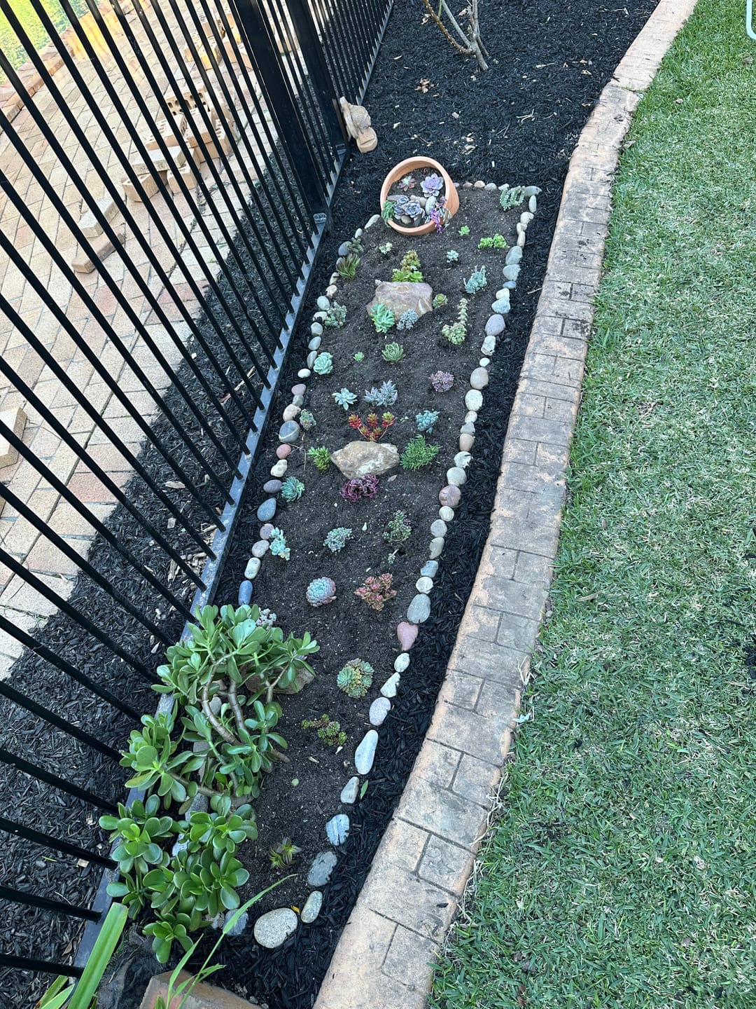 Customer photo review of Bulk Mixed Succulent Value Packs
