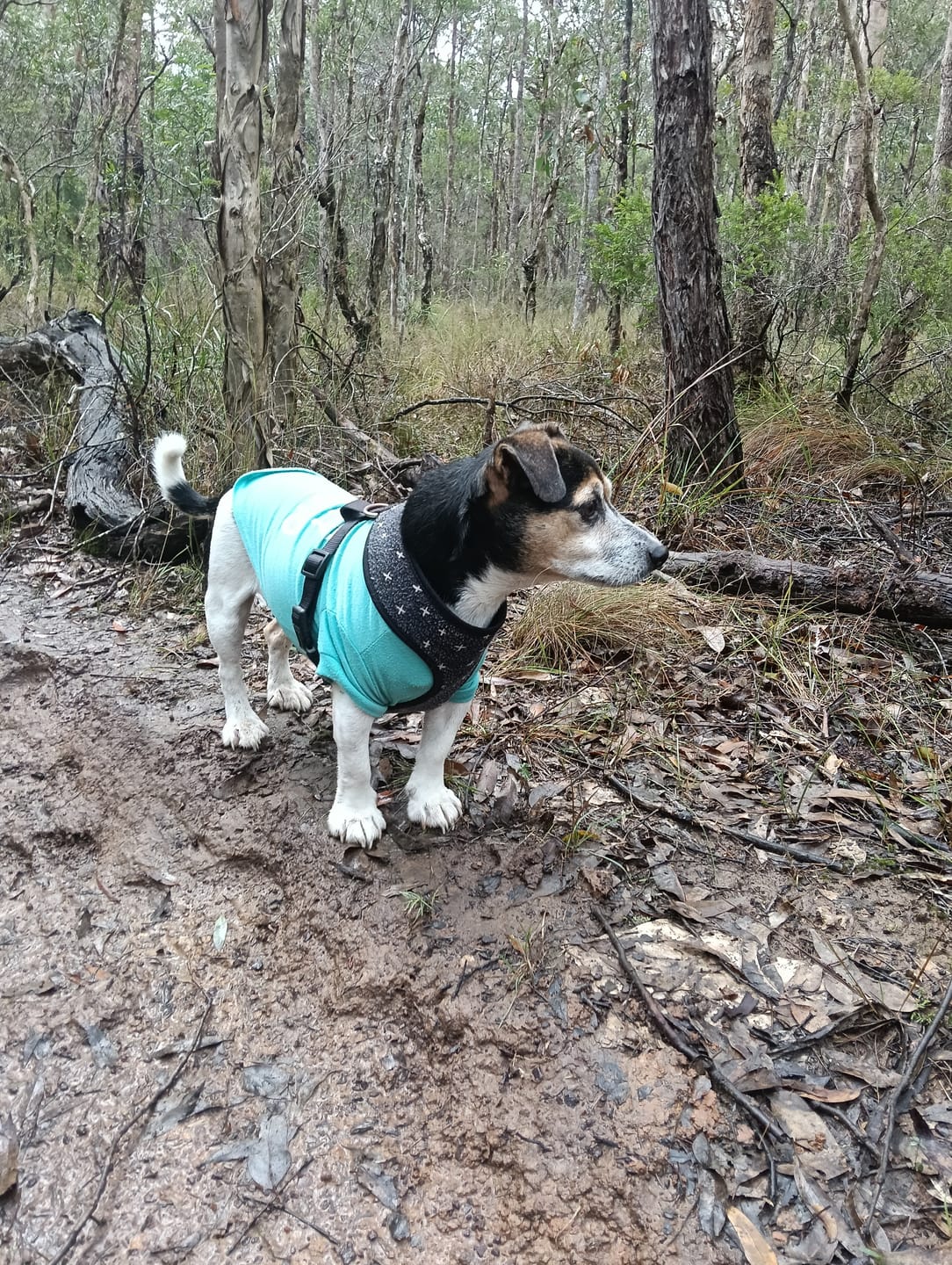 Customer photo review of Digestive K9 Powder