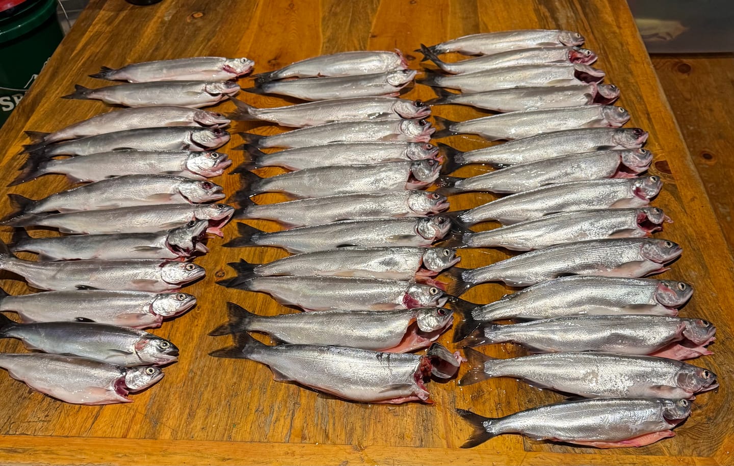Customer photo review of Catch America Double Hook Leader Packs - 5 Pack