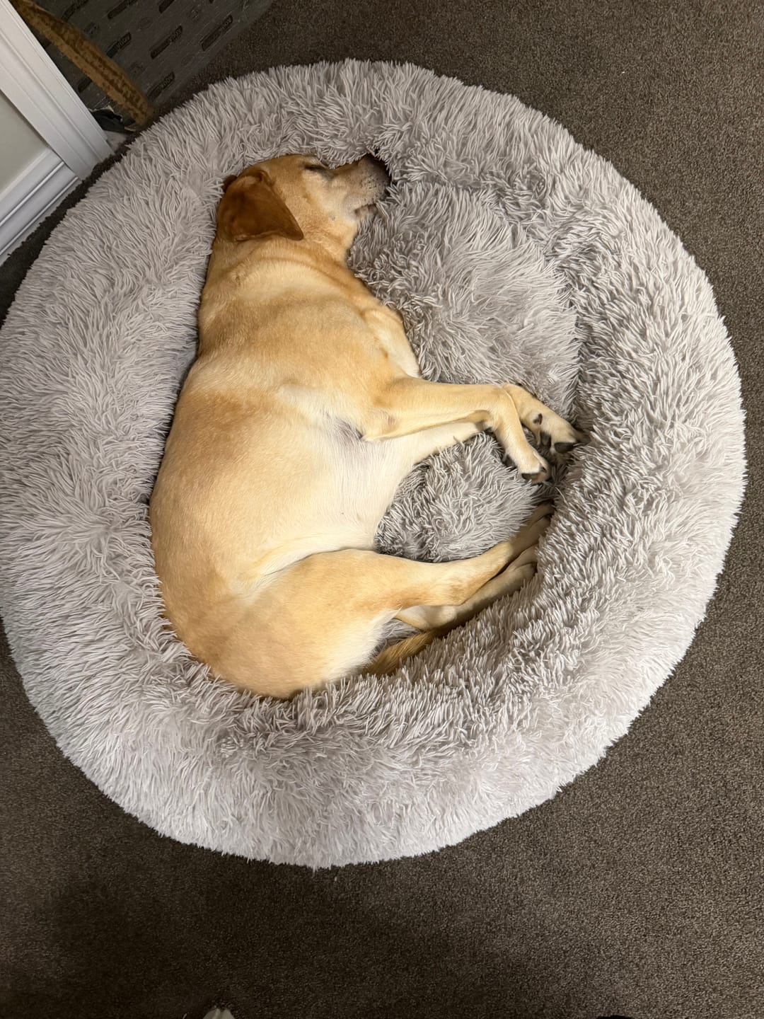Customer photo review of Spare Covers for Brooklyn® Deep Sleep