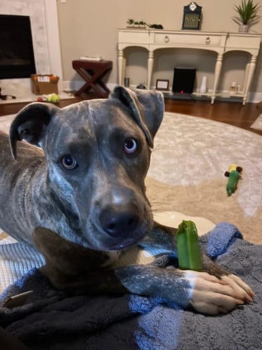 Customer photo review of Himalayan Yak Chews — 4 Flavor Variety Pack | Find Your Dog's Favorite (CA)
