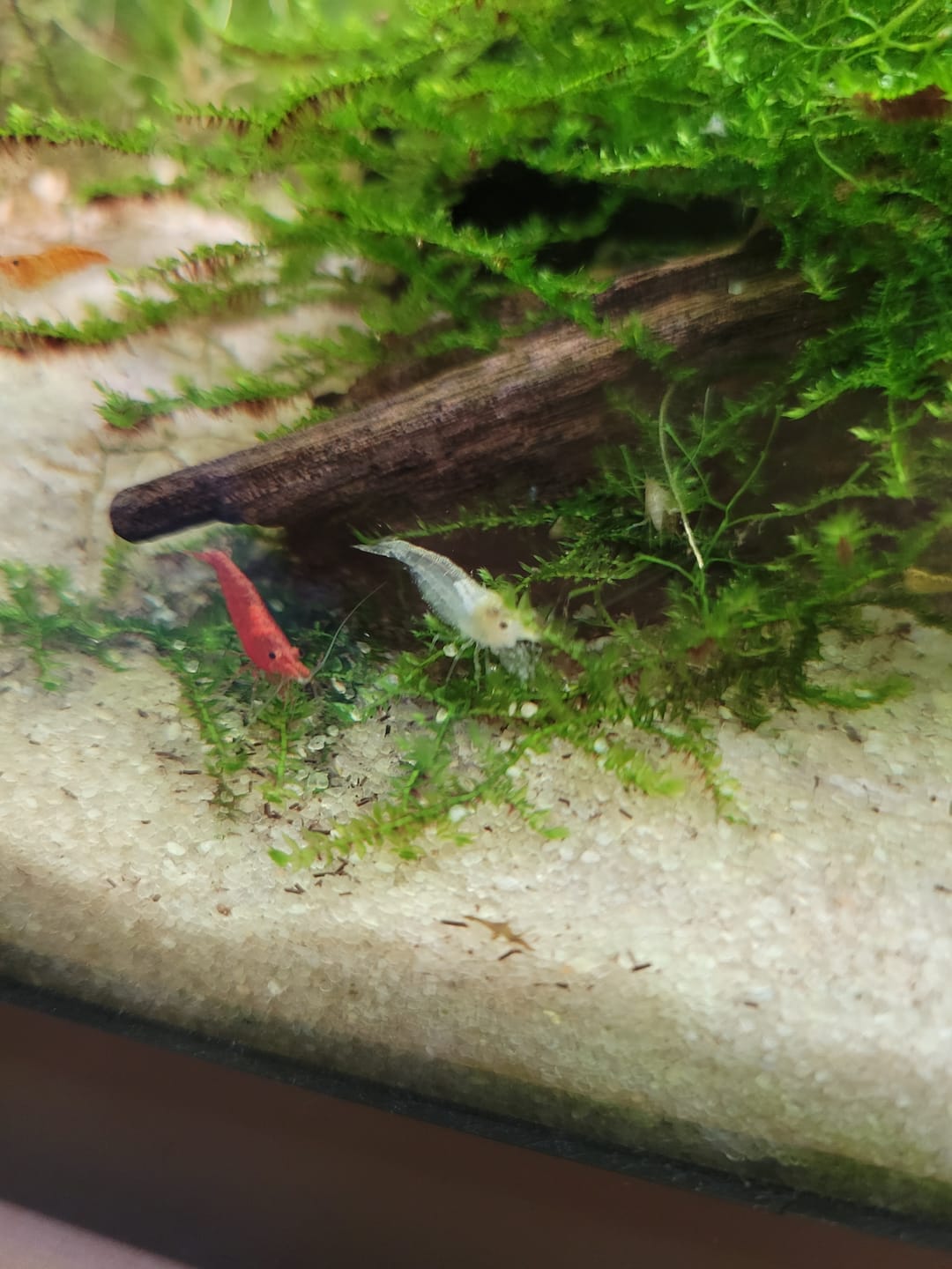 Customer photo review of Snowball Shrimp
