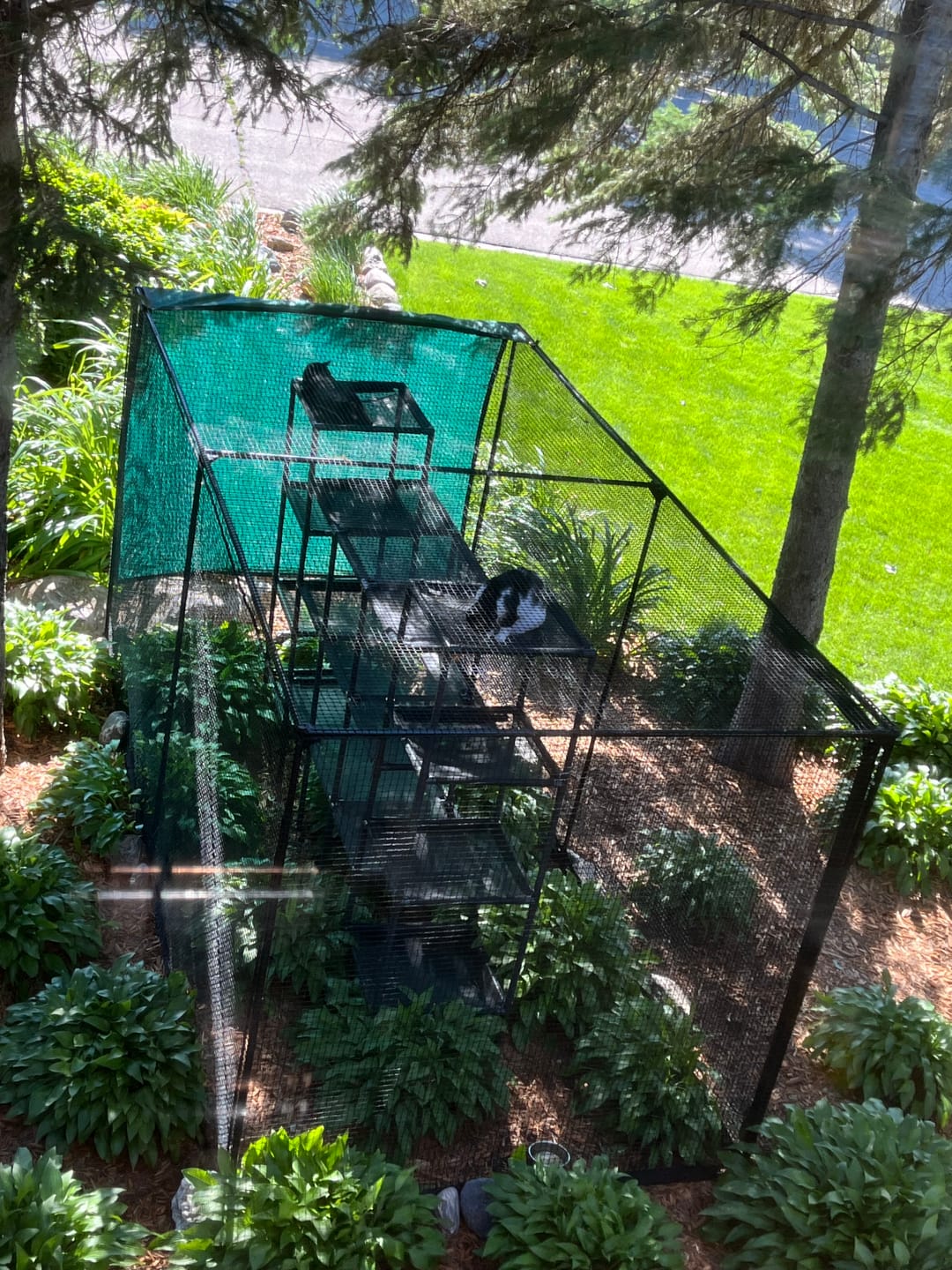 Customer photo review of Cat Enclosure | XL