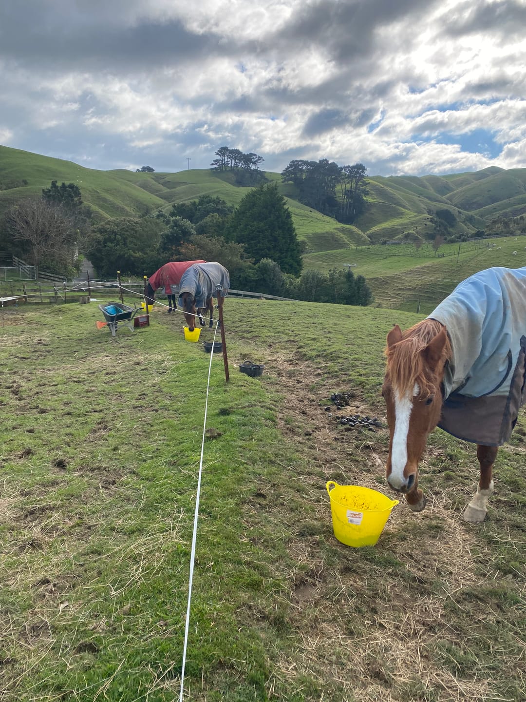 Customer photo review of Blue Tag Flexi Bucket