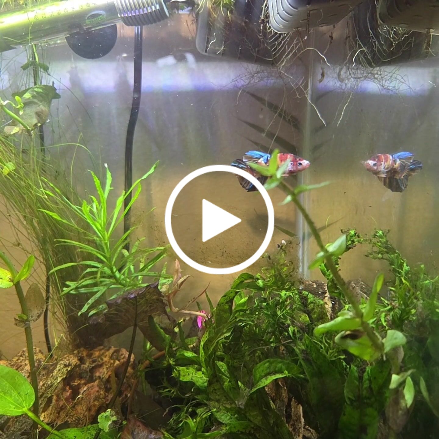 Customer video review of Multicolor King Giant Plakat Male Betta Fish | Mystery Betta