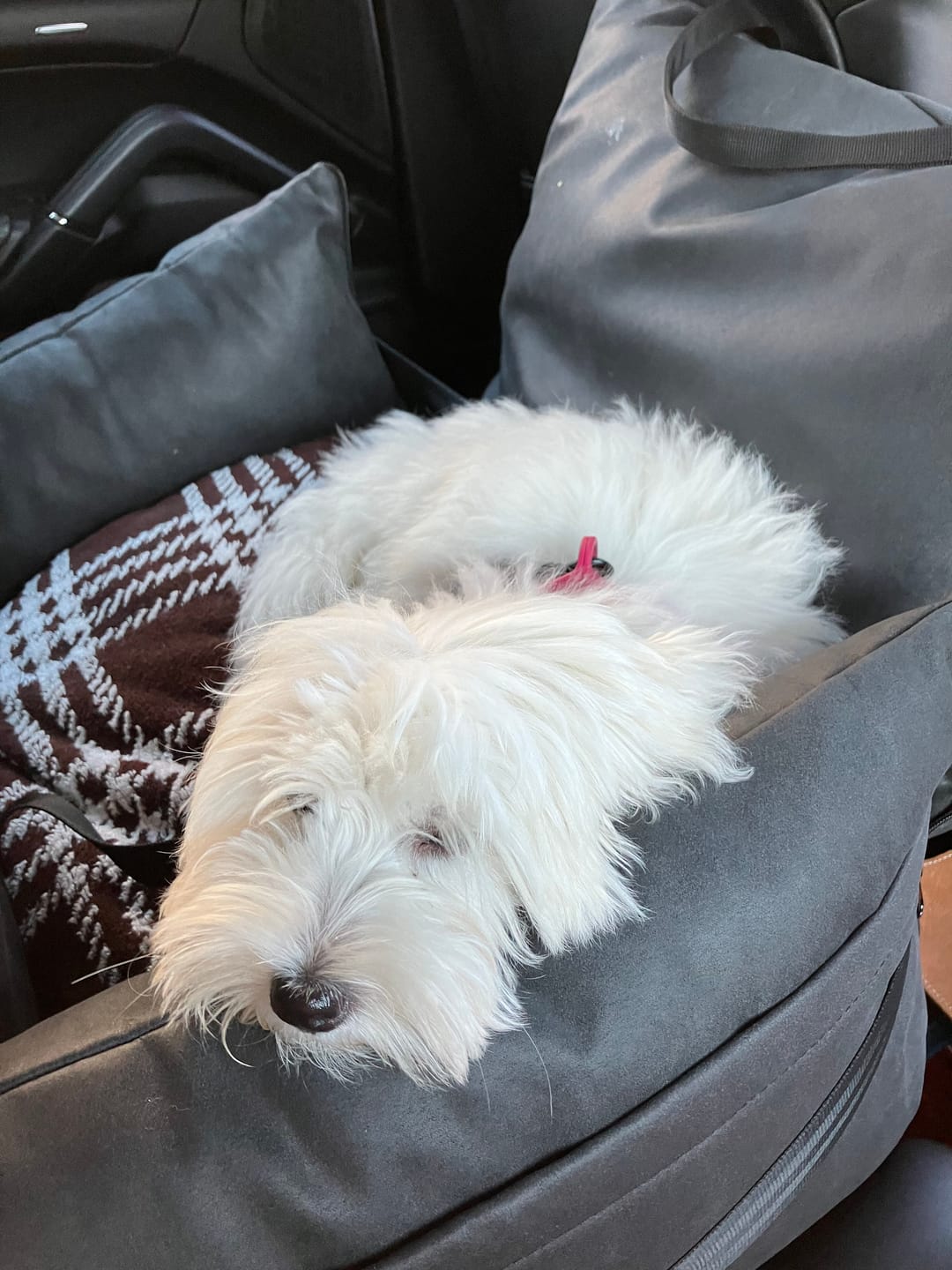 Customer photo review of Carlo Luxury Car Seat