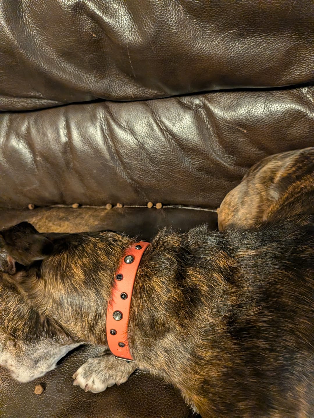Customer photo review of The 'Bijou' BioThane Collar