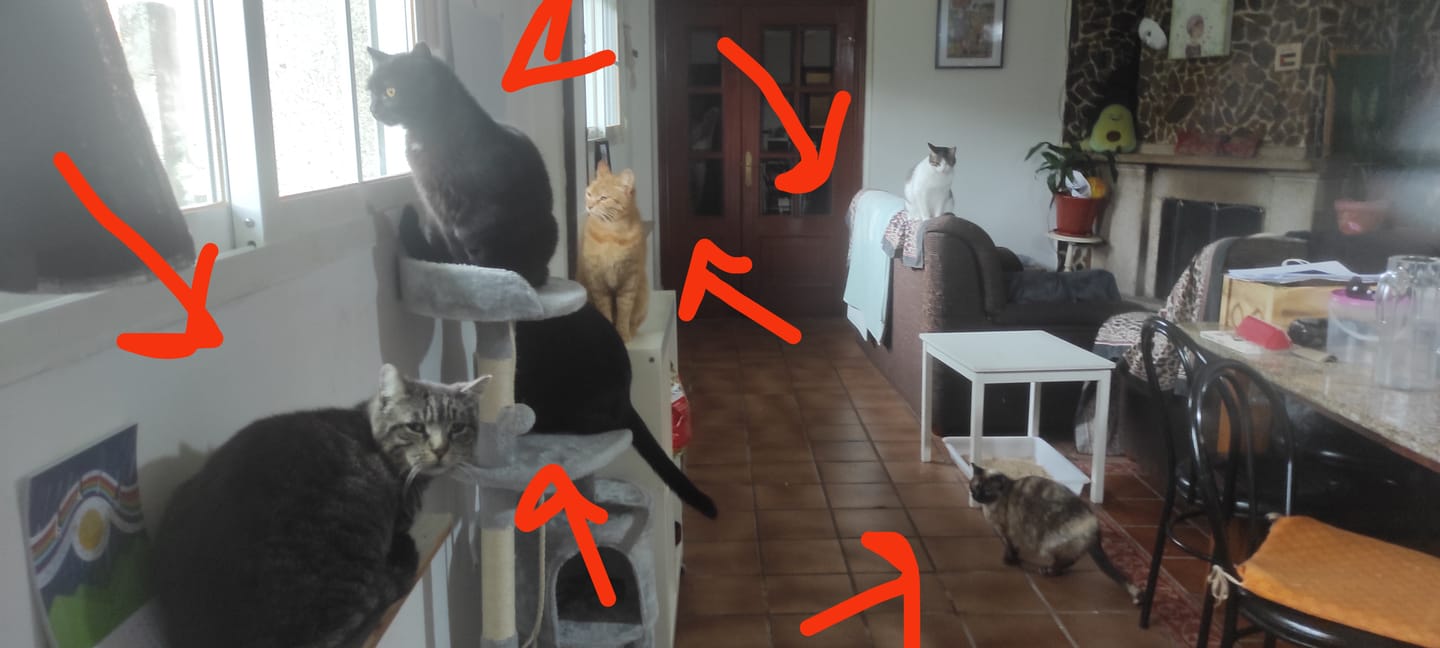 Customer photo review of Cat Sterilized