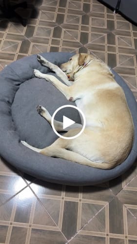 Reseña con vídeo de un cliente sobre Cama Antiestrés para Perros