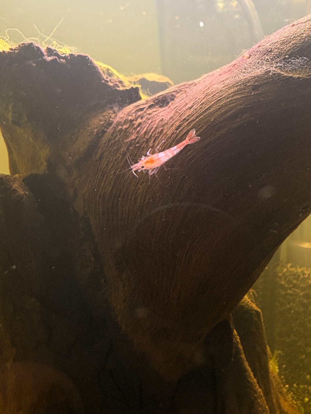 Customer photo review of Orange Rili Shrimp