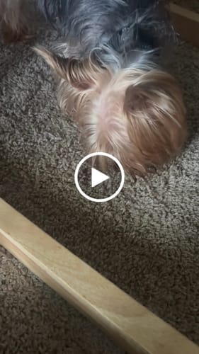 Customer photo review of Himalayan Yak Chews — 4 Flavor Variety Pack | Find Your Dog's Favorite (CA)