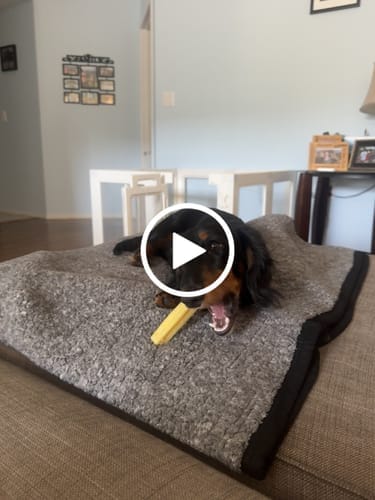 Customer photo review of Himalayan Yak Chews — 6 Flavor Variety Pack | Find Your Dog's Favorite (CA)