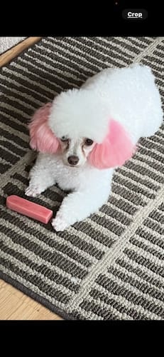 Customer photo review of Himalayan Yak Chews — 4 Flavor Variety Pack | Find Your Dog's Favorite (CA)