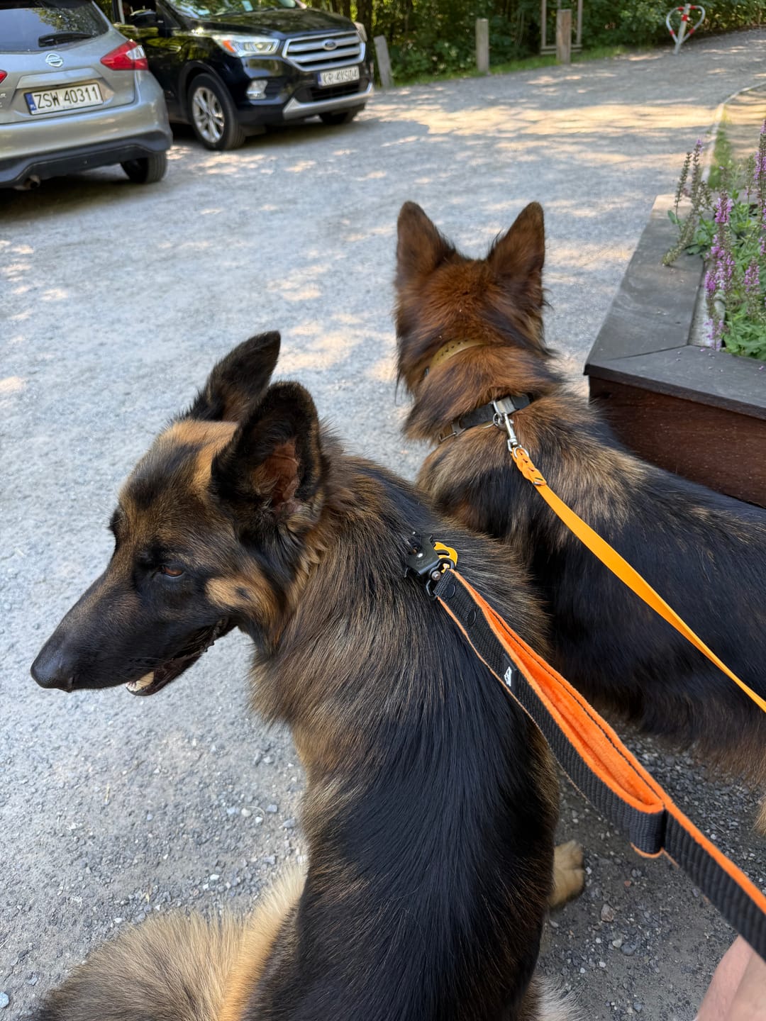 Customer photo review of Smycz z dodatkową rączką - Guard Leash Black Edition Pomarańczowa