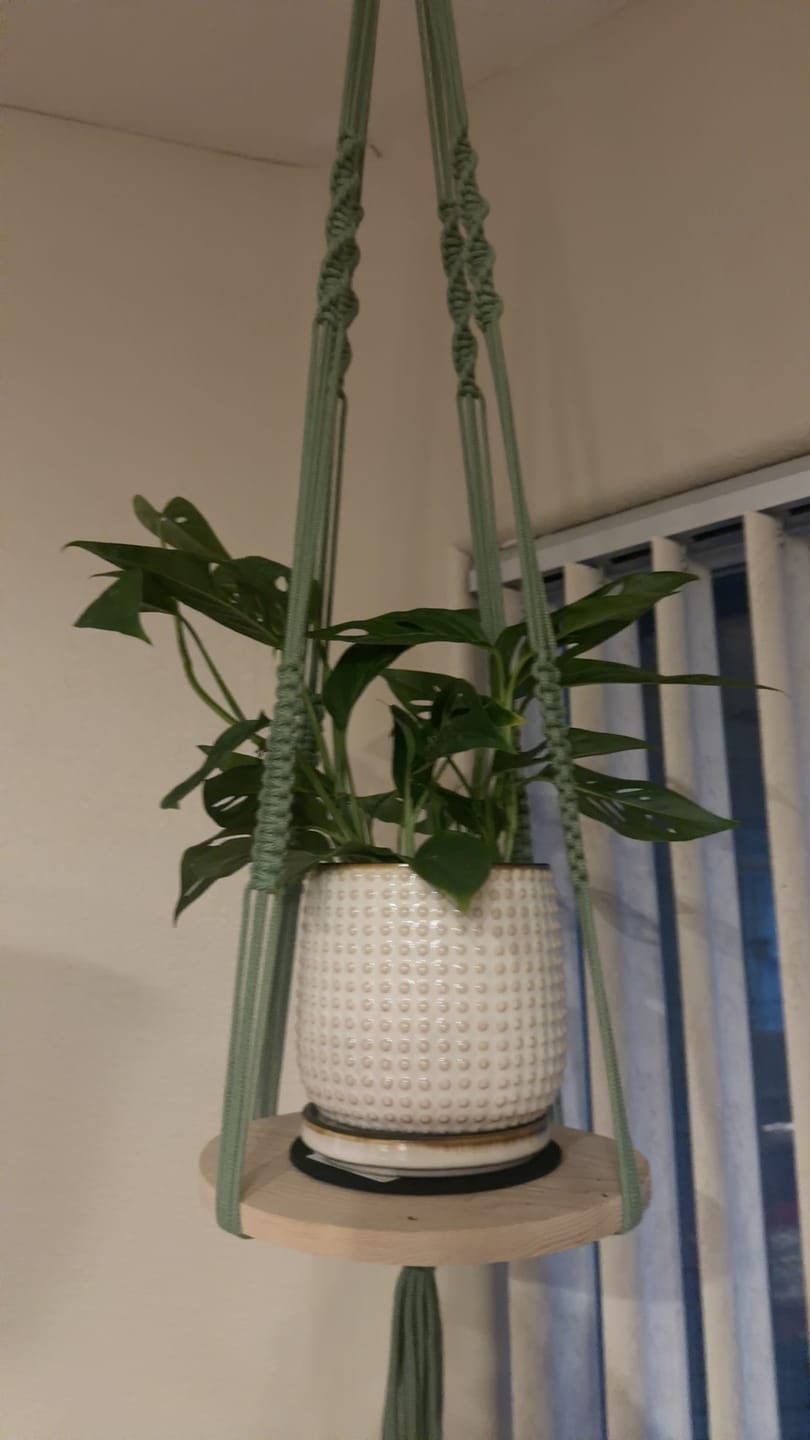 Customer photo review of Monstera adansonii Narrow Leaf