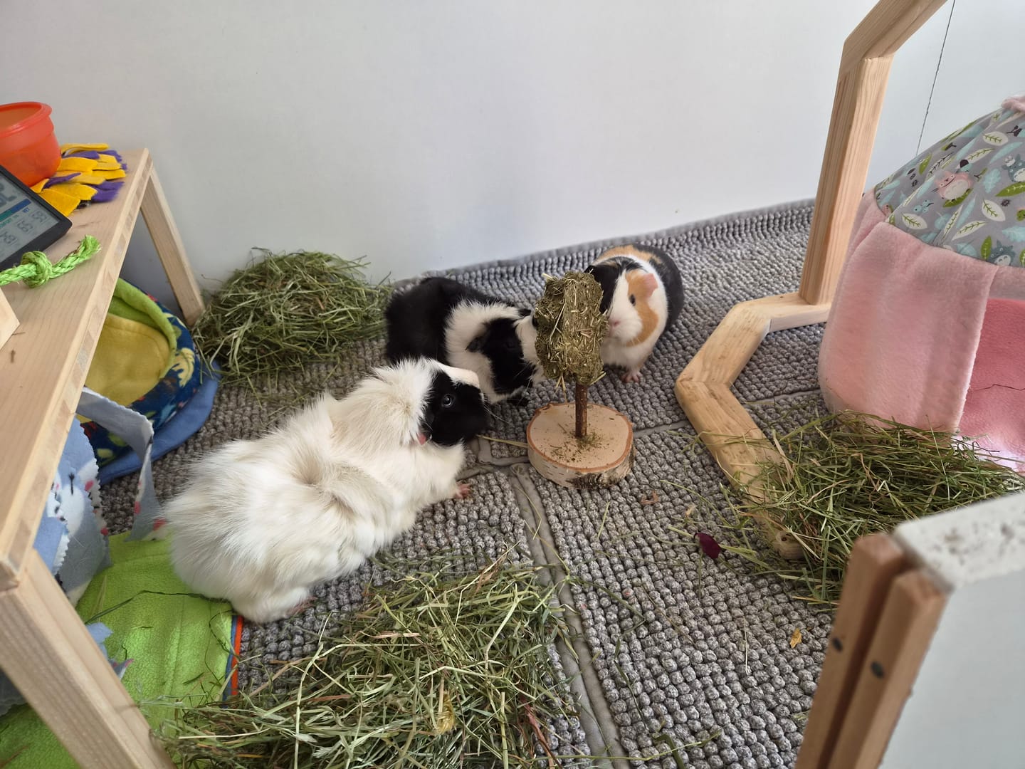 Customer photo review of 🍀 Glückskleeblätter – Natürlicher Knabberspaß für Meerschweinchen