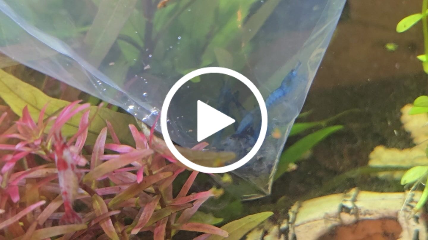 Customer video review of Carbon Rili Shrimp