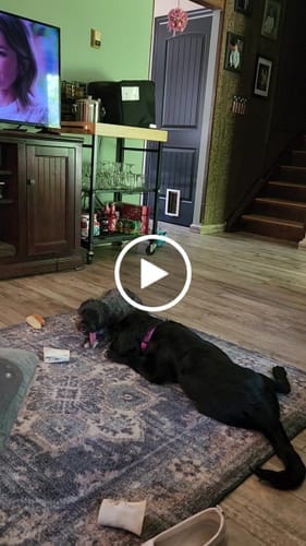 Customer photo review of Himalayan Yak Chews — 6 Flavor Variety Pack | Find Your Dog's Favorite (CA)