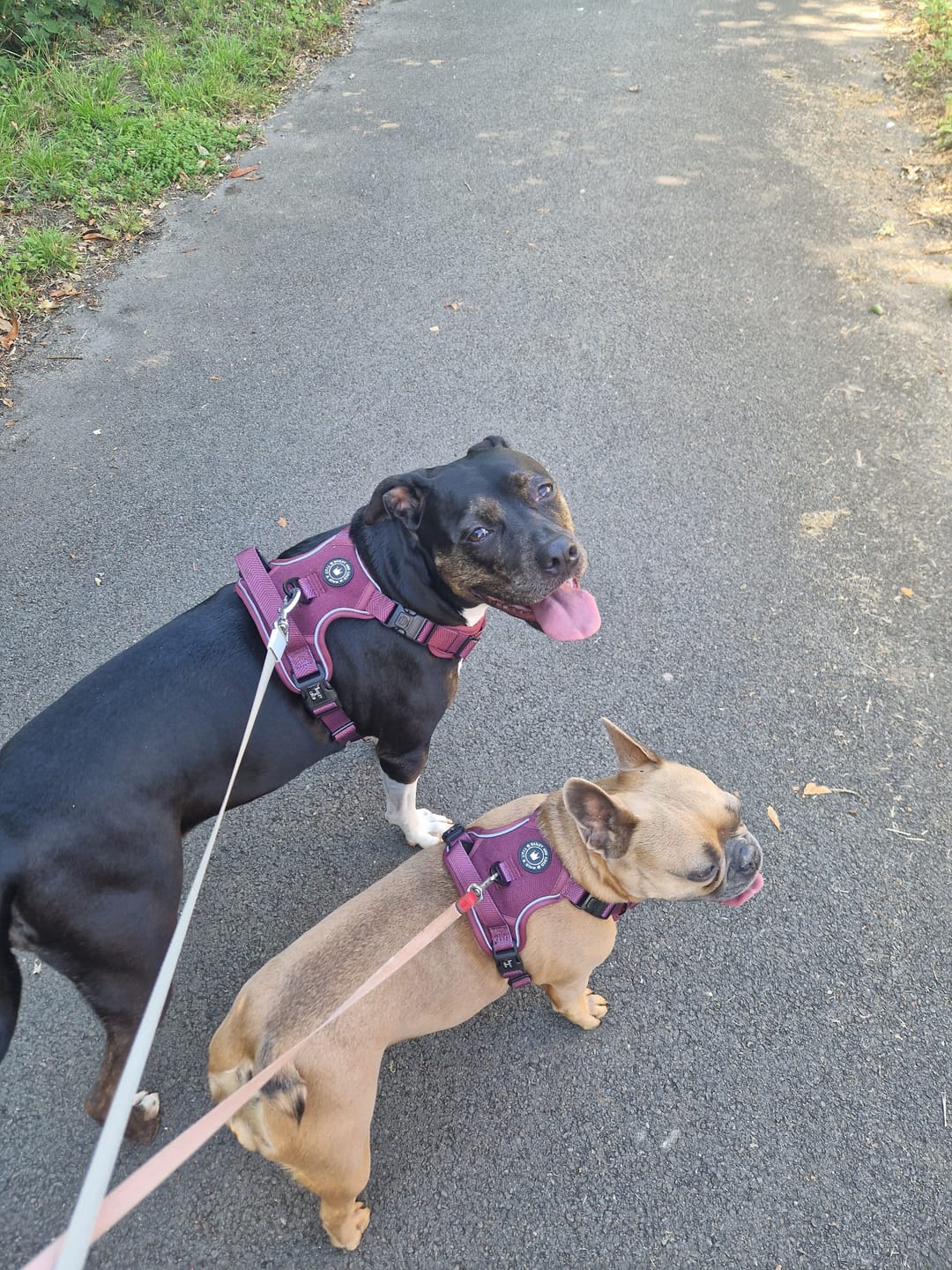 Customer photo review of Trail & Glow® Dog Harness - Mulberry Tweed