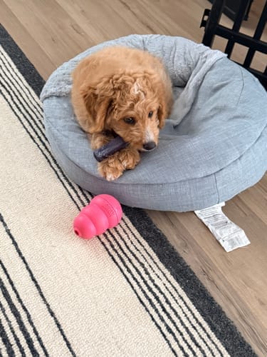Customer photo review of Himalayan Yak Chews — 6 Flavor Variety Pack | Find Your Dog's Favorite (CA)