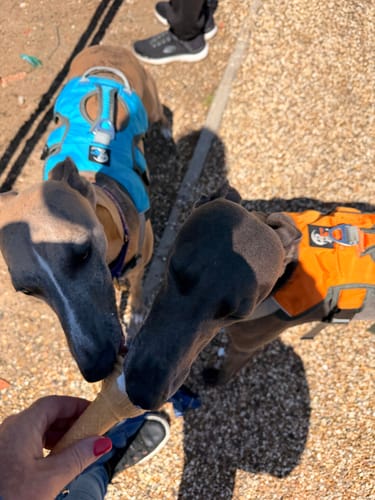Customer photo review of Escape proof Harness (3 Strap)
