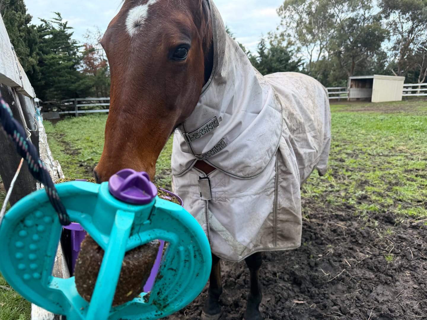 Customer photo review of LE Boxter Turnout 0g