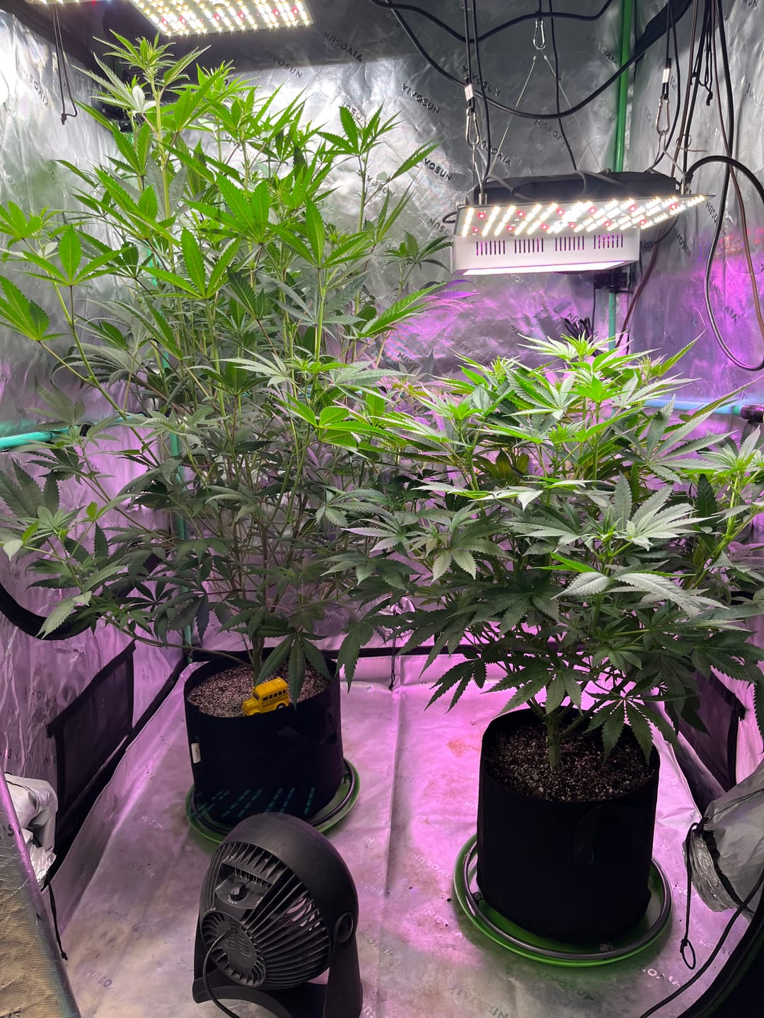 Customer photo review of Advanced Nutrients pH Perfect Bundle – Grow, Bloom & Micro