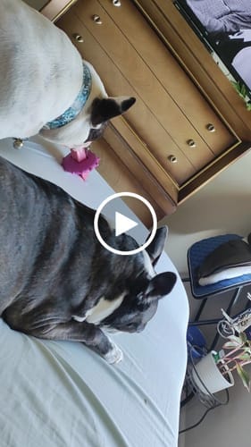 Customer photo review of Blueberry Yak Chew — Antioxidants, Vitamins C & K, Heart Health (CA)