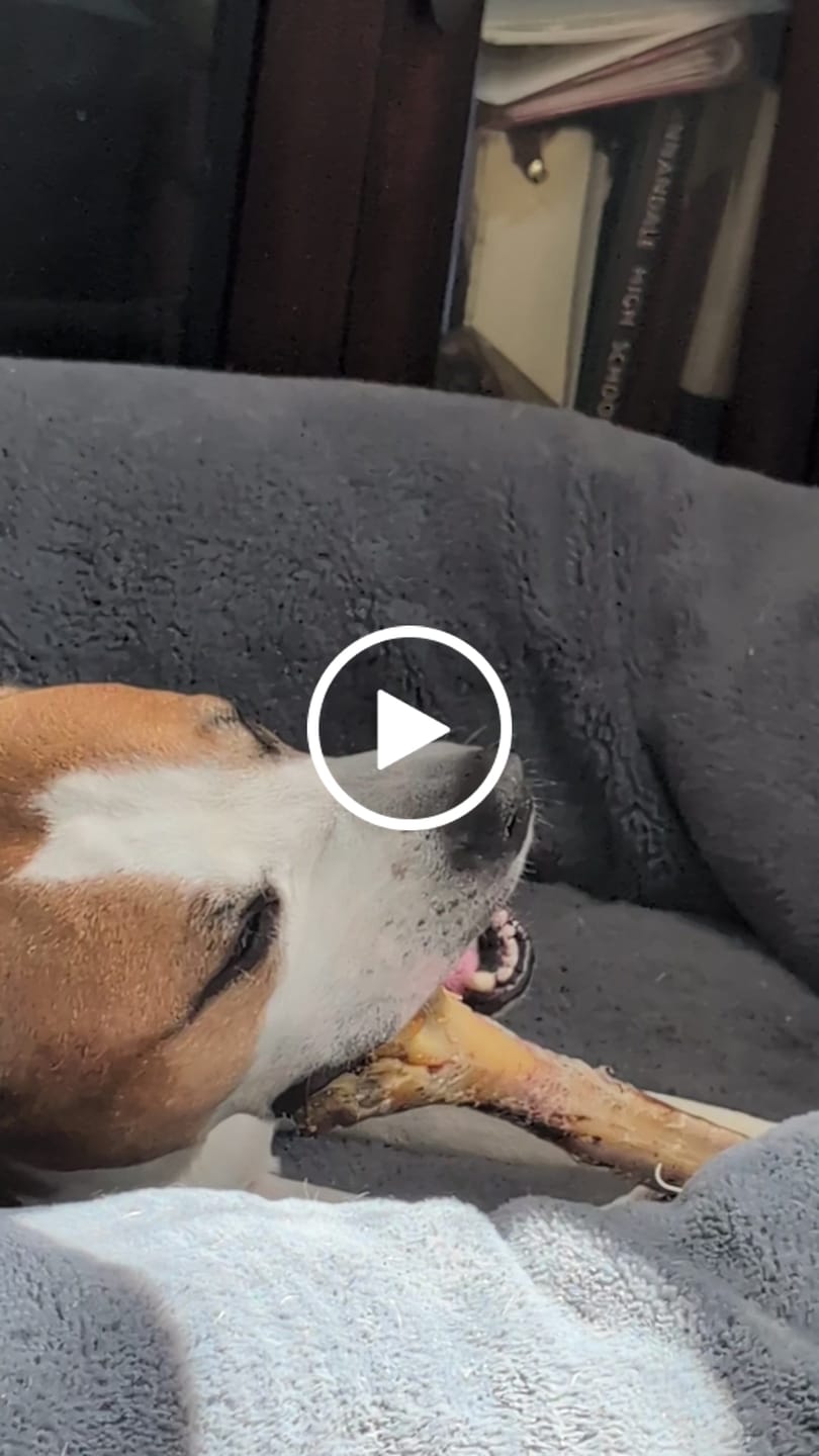 Customer video review of Ostrich Long Bone (19" x 3.5"): The Ultimate Challenge for Medium, Large & Extra-Large Dogs