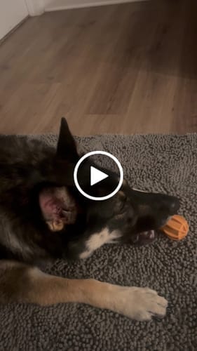 Customer photo review of Blueberry Yak Chew — Antioxidants, Vitamins C & K, Heart Health (CA)