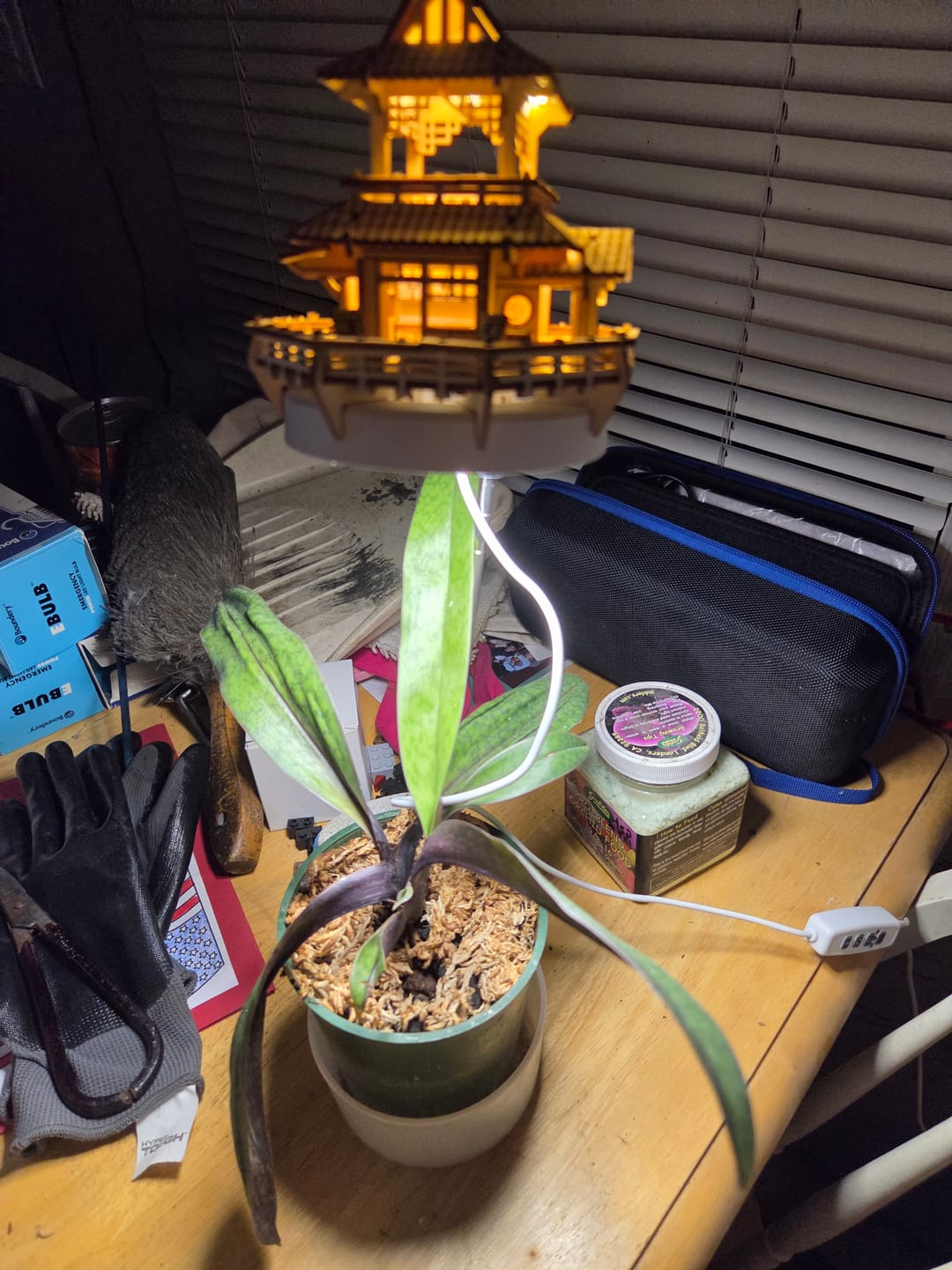 Customer photo review of Sunrise Terrace + Grow Light