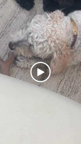 Customer photo review of Blueberry Yak Chew — Antioxidants, Vitamins C & K, Heart Health (CA)