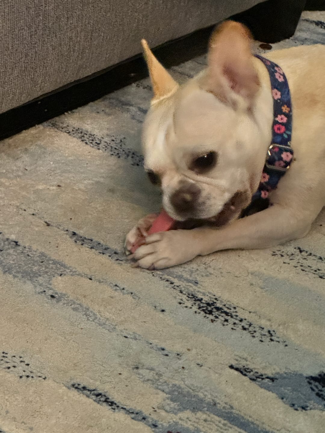 Customer photo review of Strawberry Yak Chew — Vitamin C, Fiber & Teeth Whitening