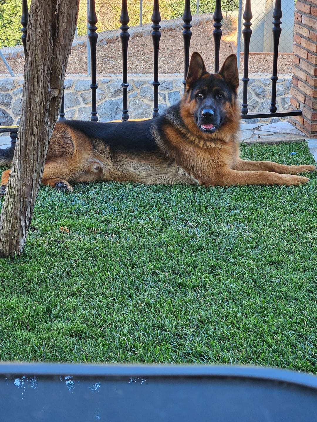 Customer photo review of Grain Free Puppy Salmon & Turkey