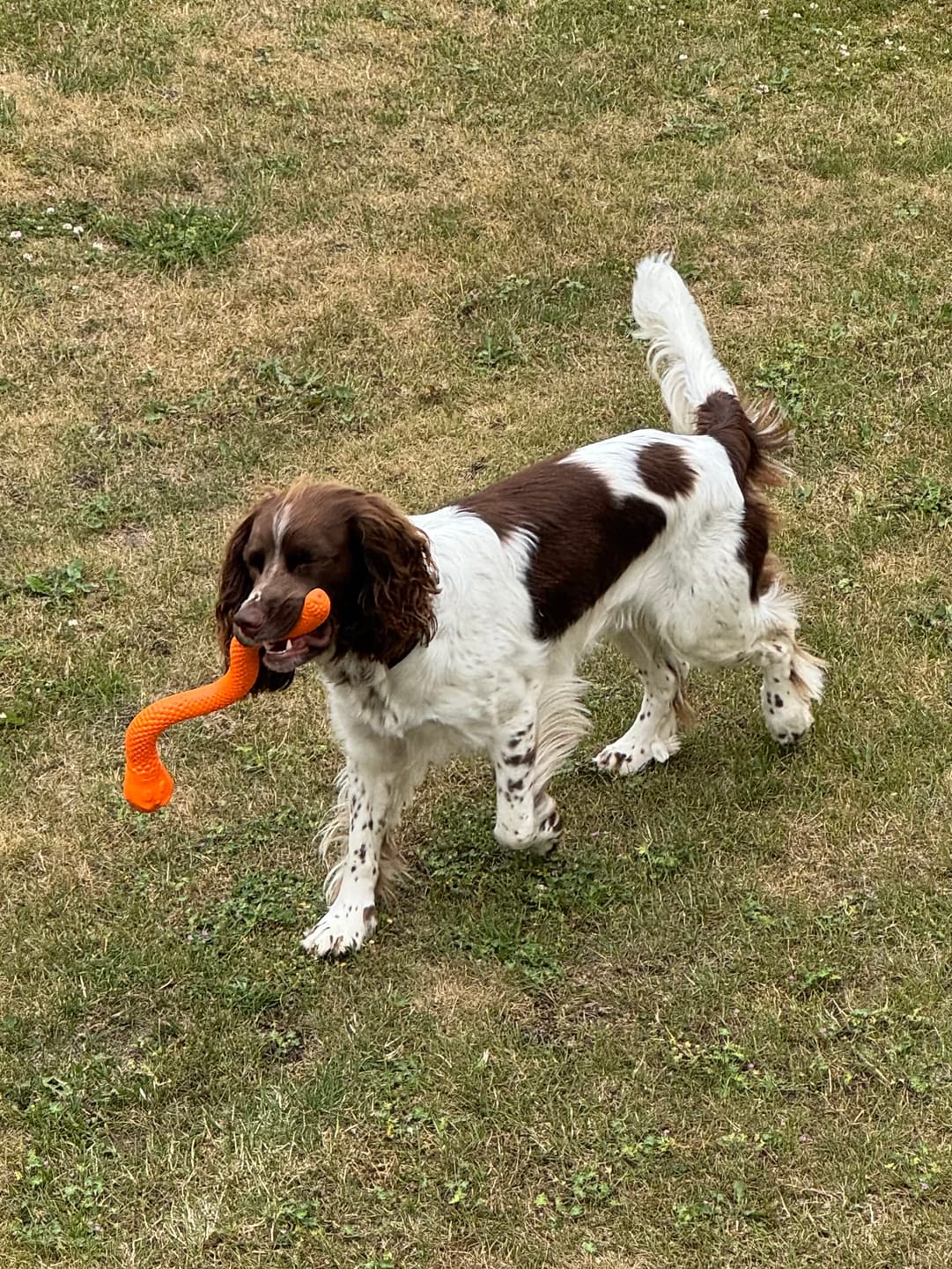 Customer photo review of Active Canis legetøjsslange til leg og snacks