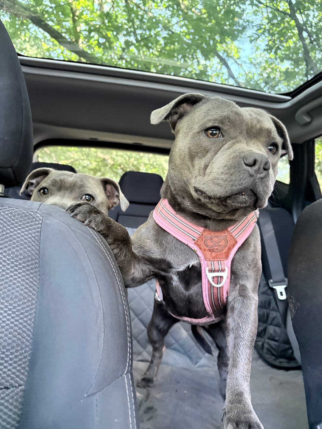 Customer photo review of Staffordshire Bull Terrier 1935® Harness & Leash Set - Baby Pink