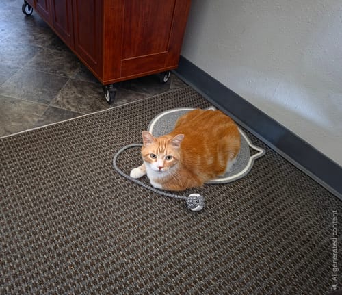 Customer photo review of Instinct Mat | The Scratching Mat Her Biology Actually Recognizes (NEW)