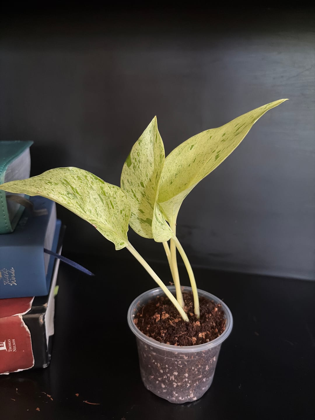 Customer photo review of Snow Queen Pothos Single Starter Plant in a 1.5" Pot - Epipremnum Aureum 'Snow Queen' - Variegated Pothos -  Office Plant, Gift Plant