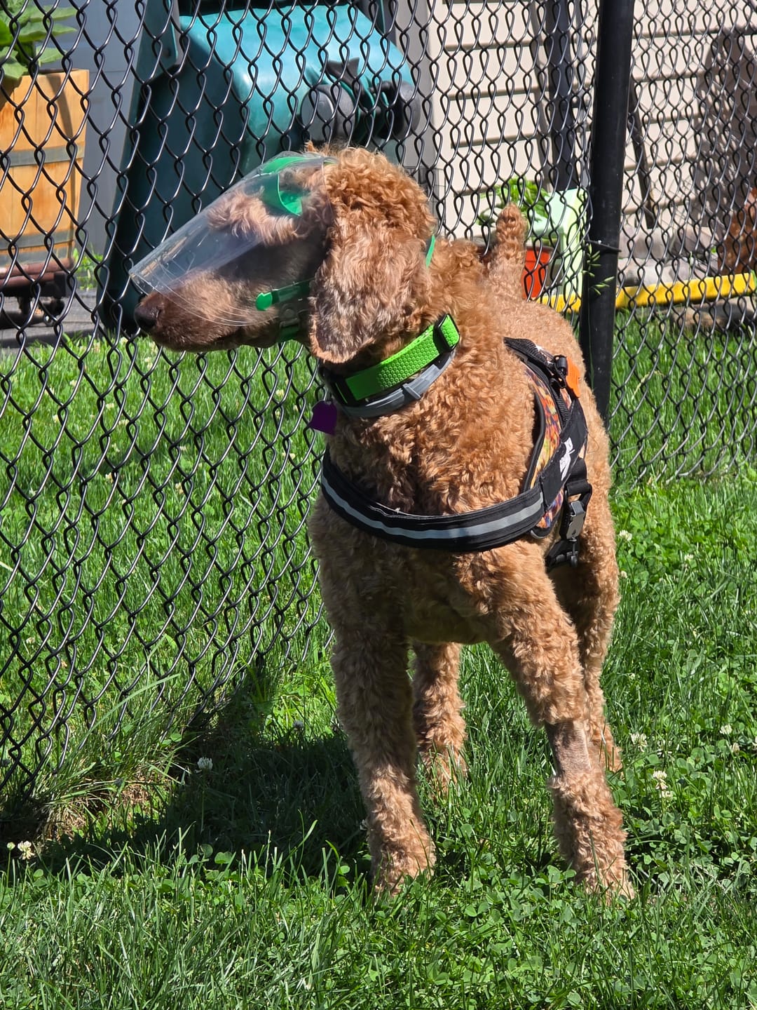 Customer photo review of OptiVizor - Regular Snout - Clear UV Tint