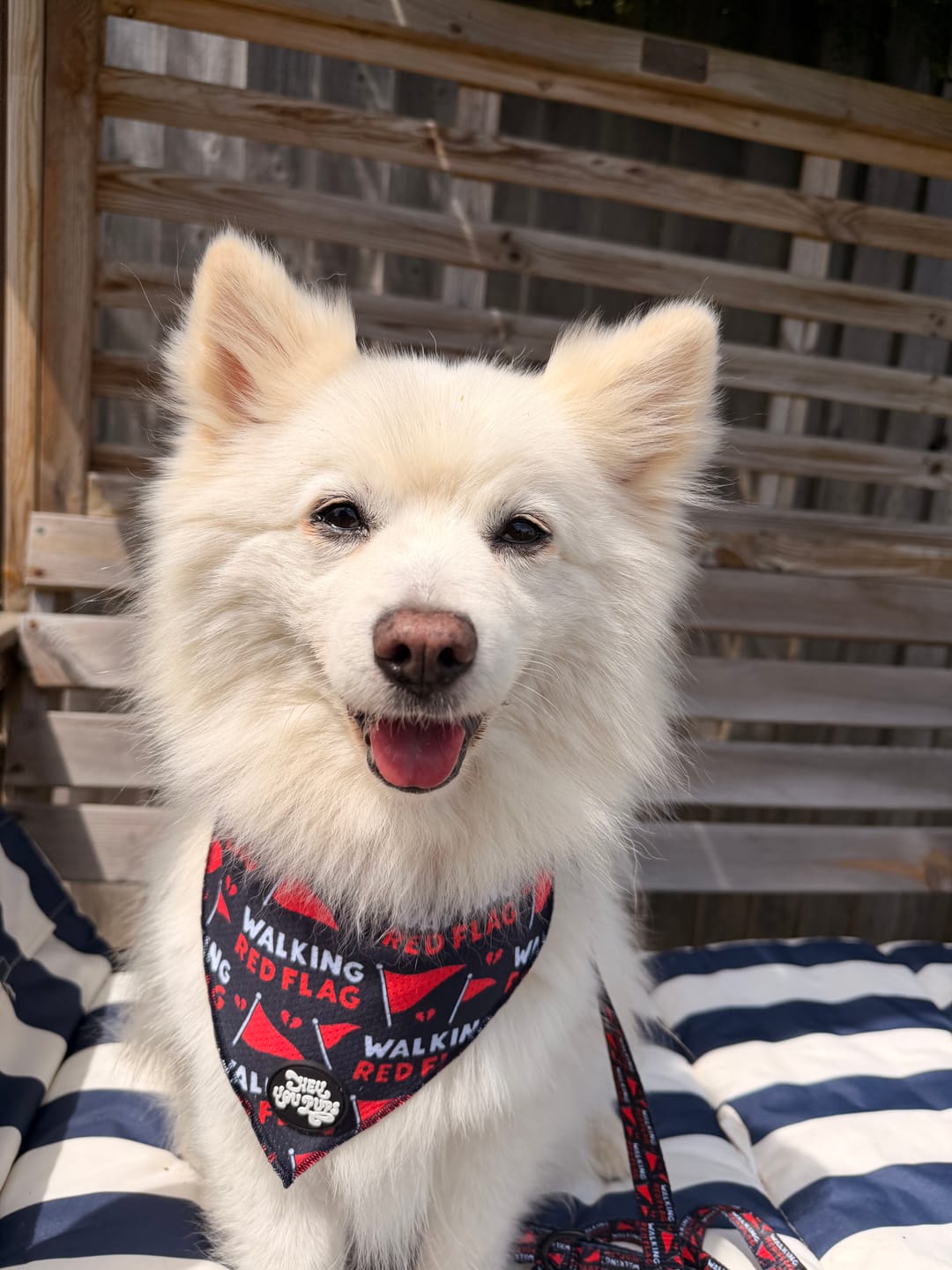 Customer photo review of Walking red flag bandana